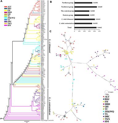 Corrigendum: Population genetics analysis of Tolai hares (Lepus tolai) in Xinjiang, China using genome-wide SNPs from SLAF-seq and mitochondrial markers